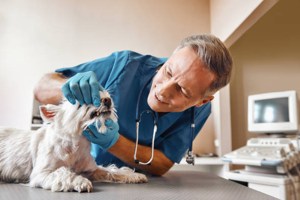 Professional Emergency Dentist in WV